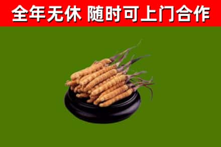 福海回收冬虫夏草