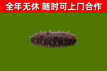 福海回收海参干